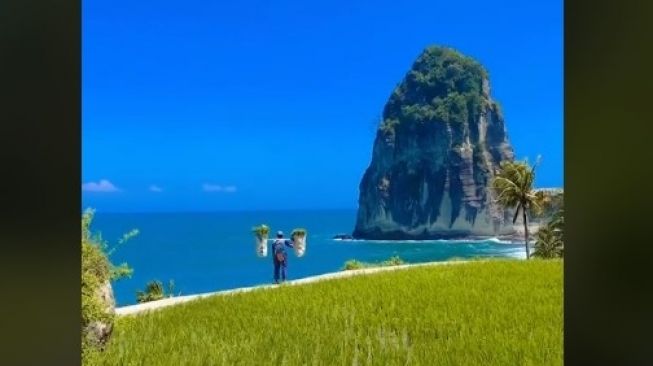 Viral Pemandangan Menawan Pantai di Pacitan, Hamparan Sawah Bikin Tenteram