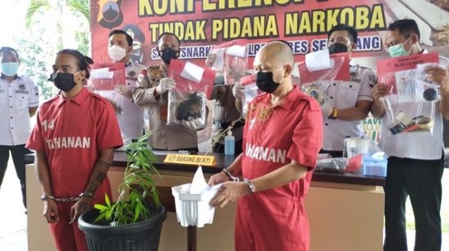 Pria MTA Bawa Ganja Diciduk Polisi: Panen dan Ngefly Sendiri