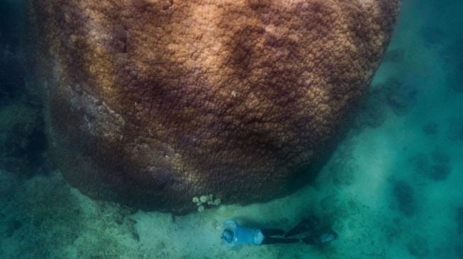 Koloni koral raksasa "Muga dhambi" adalah salah satu dari yang terbesar lagi tertua di Great Barrier Reef [Image credit: Richard Woodgett/Grumpy Turtle]