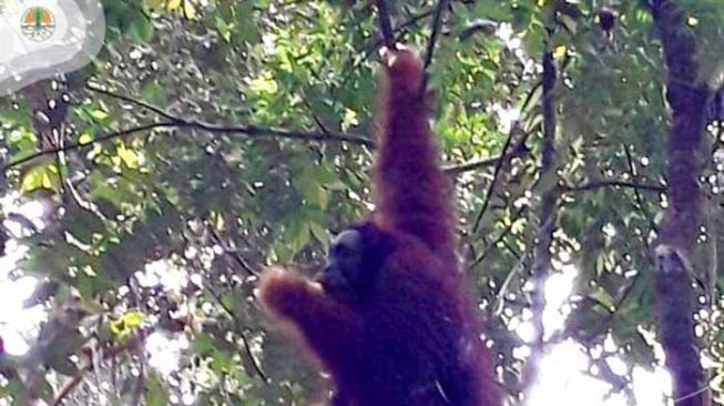 Momen Orangutan Sun Ghou Kong Dilepasliarkan ke Alam Bebas