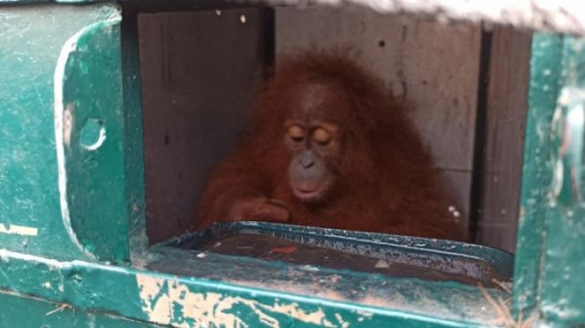 Ketika Orangutan Sumatera Kembali ke 'Rumah'