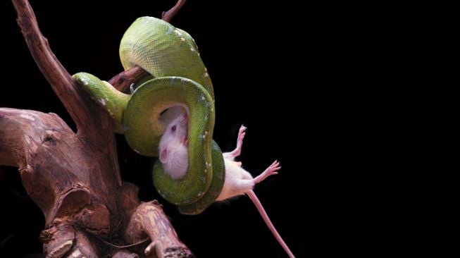 Ilustrasi ular makan tikus (Elemen envato)