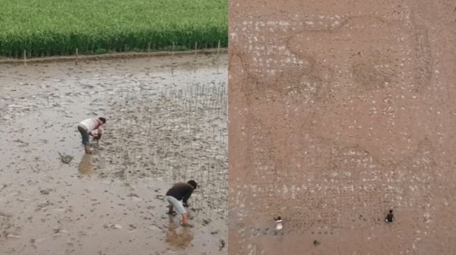 Viral Pria Melukis Wajah di Sawah Pakai Bibit Padi, Hasilnya Banjir Pujian