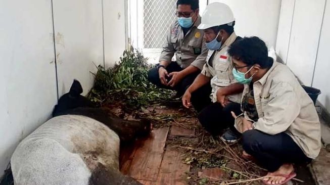 Duh Kasihan, Seekor Tapir Kakinya Putus Terkena Jerat di Pelalawan