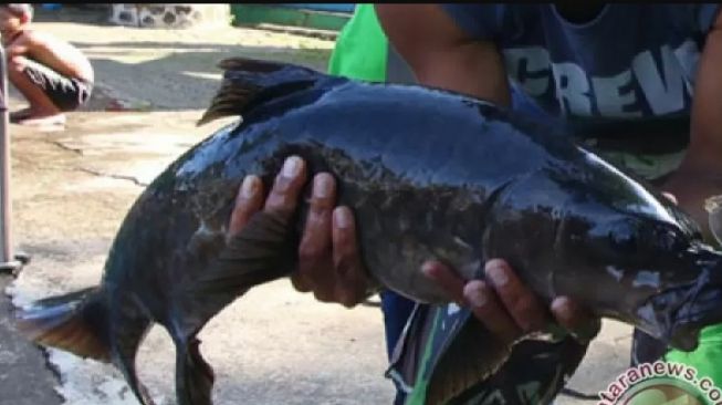 Punya Nilai Ekonomi Tinggi, KKP Bentuk Kampung Ikan Dewa di Sumedang