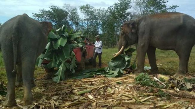 BBKSDA Riau Evakuasi Kaesang dan Dodo di Inhu, Begini Kronologinya