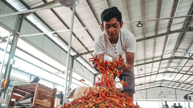 Pedagang merapikan cabai rawit di Pasar Induk Jatiuwung, Tangerang. Senin (23/8). (Suara.com/ Hilal Rauda Fiqry)