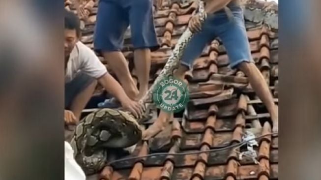 Viral, Warga Tangkap Ular Sanca Masuk Atap Rumah di Bogor, Netizen: Efek PPKM