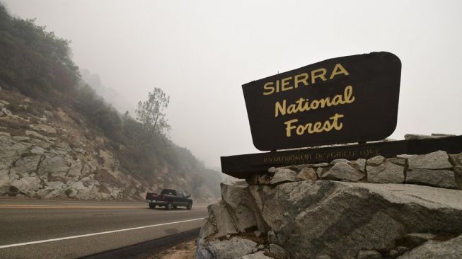 Hutan Nasional Sierra. [Frederic J. Brown/AFP]