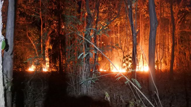 Puncak Kemarau Kepri Juli-September, Waspada Tiga Wilayah Ini Rawan Kebakaran Hutan