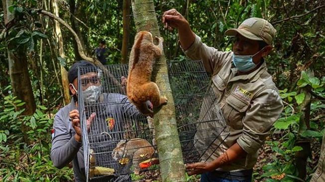 Sebanyak delapan ekor kukang dilepasliarkan ke kawasan konservasi BBKSDA Riau. [Foto Riauonline]