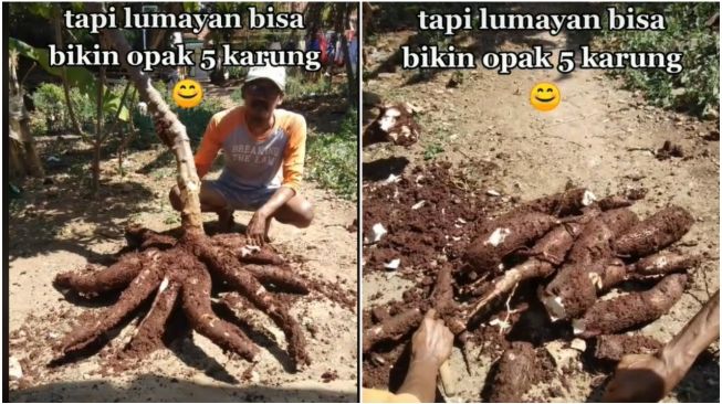 Cara Tanam Singkong Yang Benar Misterdudu Com