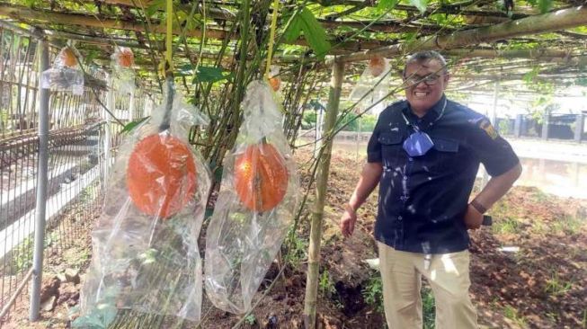 Buah Dari Surga yang Ditanam Petani Sukabumi Ini Punya Banyak Khasiat