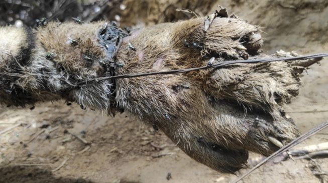 Kondisi kaki harimau Sumatera (Panthera tigris sumatrae) yang ditemukan mati di kawasan hutan Gampong Ibuboeh, Kecamatan Meukek, Aceh Selatan, Aceh, Rabu (25/8/2021). ANTARA FOTO