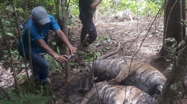 Petugas mengambil foto bangkai harimau Sumatera (Panthera tigris sumatrae) yang ditemukan mati di kawasan hutan Gampong Ibuboeh, Kecamatan Meukek, Aceh Selatan, Aceh, Rabu (25/8/2021). ANTARA FOTO
