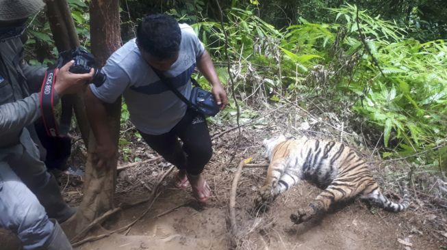 Petugas mengambil foto bangkai harimau Sumatera (Panthera tigris sumatrae) yang ditemukan mati di kawasan hutan Gampong Ibuboeh, Kecamatan Meukek, Aceh Selatan, Aceh, Rabu (25/8/2021). ANTARA FOTO
