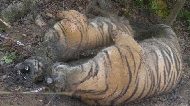 Dua ekor harimau Sumatera (Panthera tigris sumatrae) ditemukan mati di kawasan hutan Gampong Ibuboeh, Kecamatan Meukek, Aceh Selatan, Aceh, Rabu (25/8/2021). ANTARA FOTO
