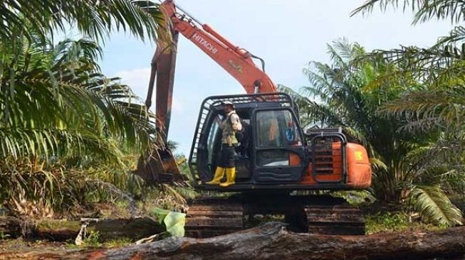 Perambah Hutan di Kawasan Giam Siak Kecil Ditangkap, Alat Berat Disita