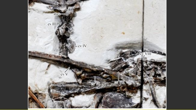 Tupandactylus, pterosaurus Tupandactylus navigans. [PLOS]