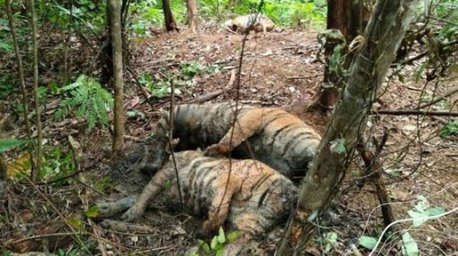 Memilukan! 3 Harimau Sumatera Mati Diduga Kena Jerat, Warganet: Keji