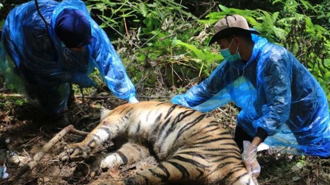 Bupati Aceh Selatan sesalkan tiga harimau mati terjerat