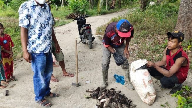 Serangan Hama Tikus, Petani di Tapsel Terancam Gagal Panen