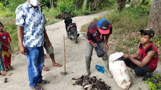 Tikus Aneh Gagalkan Panen Petani Tapanuli Selatan, Kerap Serang Ladang Menjelang Panen