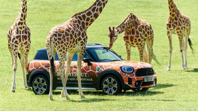 MINI Countryman PHEV di Longleat Safari Park Wiltshire, England untuk edukasi ramah lingkungan [Motor1].