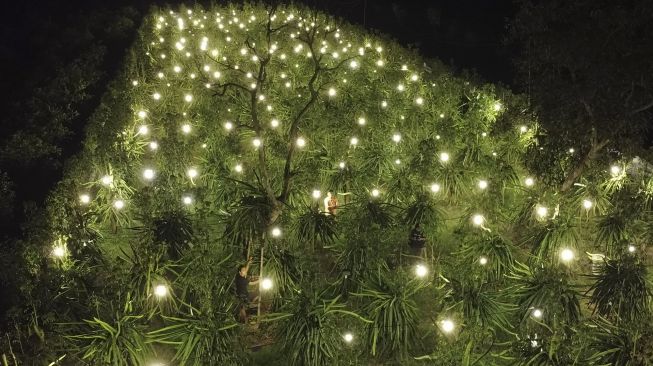 Petani mengecek kebun buah naga yang disinari lampu di Purwoharjo, Banyuwangi, Jawa Timur, Minggu (29/8/2021). [ANTARA FOTO/Budi Candra Setya]