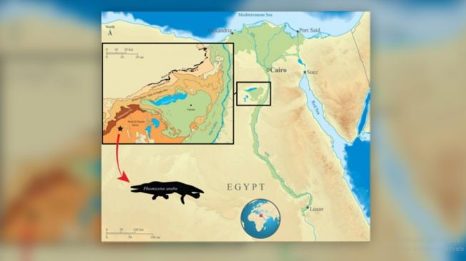 Lokasi penemuan Phiomicetus anubis. [Livescience]