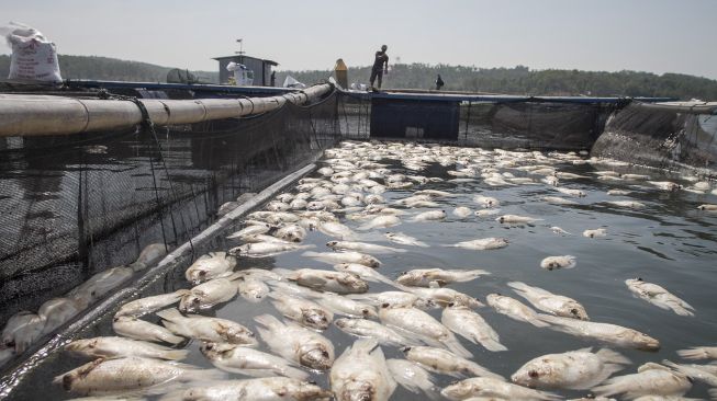 Petani ikan keramba waduk memberi makan ikan yang masih hidup di sebelah keramba berisi ikan mati di Waduk Kedung Ombo, Sumber Lawang, Sragen, Jawa Tengah, Senin (30/8/2021). [ANTARA FOTO/Mohammad Ayudha]