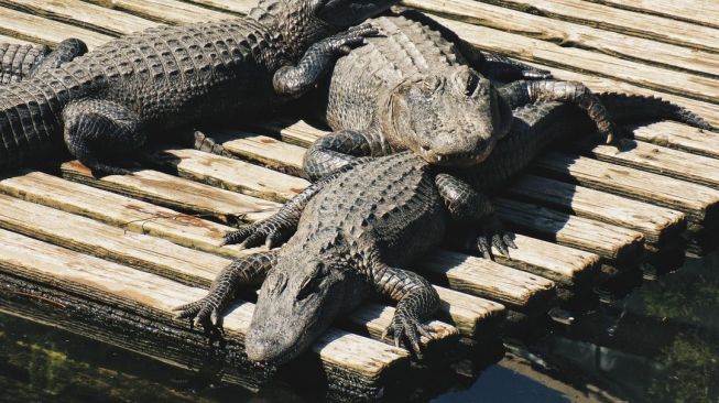 Buaya Lepas di Sekitar Puskesmas Saat Vaksinasi Sedang Berlangsung