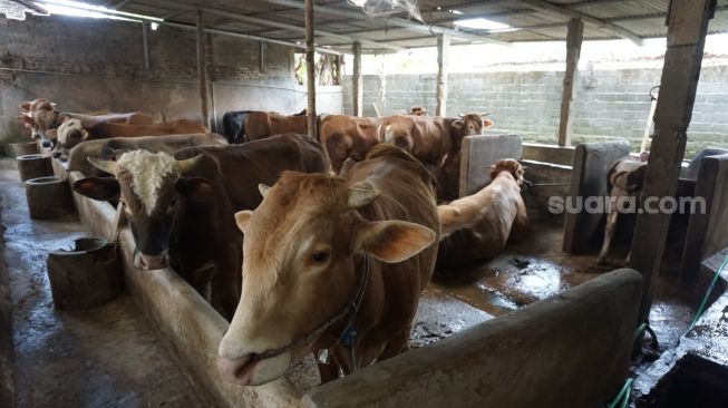 Sapi yang dimanfaatkan kotorannya untuk sumber daya gas terbarukan dan ramah lingkungan (Suara.com / Citra Ningsih) 