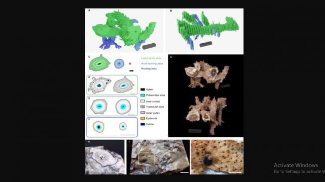 Fosil tanaman. [elifesciences.org]