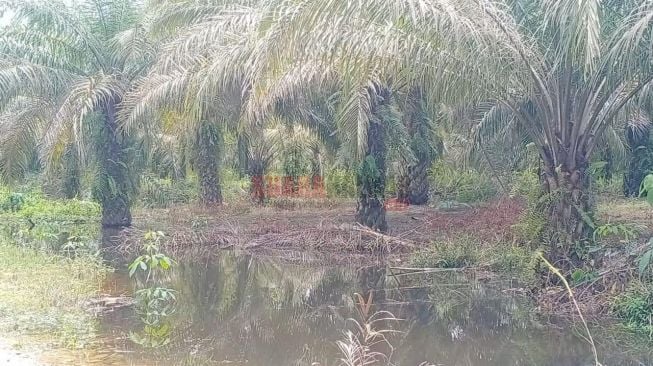 Permintaan Sawit Meningkat, Petani di Kalimantan Barat Rasakan Dampak Positifnya