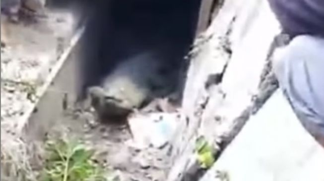 Geger Video Buaya 2 Meter di Selokan Warga Tuban Kemarin