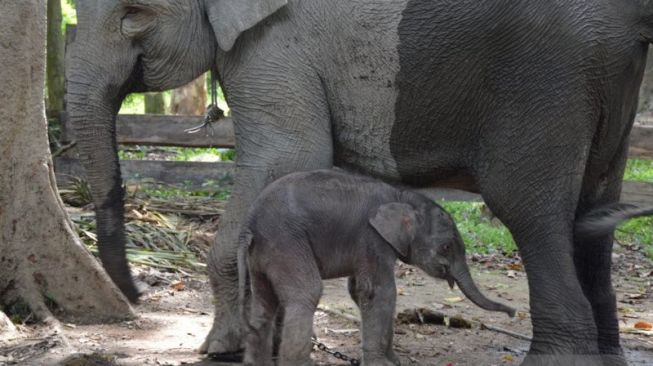Gemas, Sri Lanka Laporkan Kelahiran Sepasang Gajah Kembar Pertama