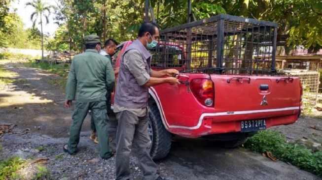 BBKSDA Sebut Beberapa Kejanggalan Soal Remaja yang Tewas Diserang Harimau di Siak