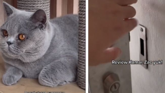 Viral Seekor Kucing Punya Kamar Estetik Penuh Fasilitas, Warganet Dibuat Melongo