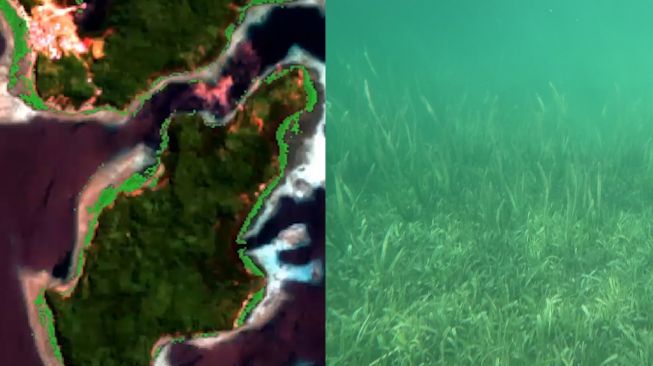 Surga Lamun di Ujung Timur Indonesia