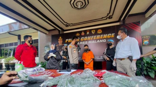 Puluhan Tanaman Ganja Tumbuh Subur di Lumajang, Montir ini Meraup Untung Rp 2 Juta