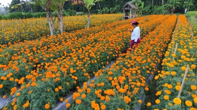 Hasil Panen Melimpah, Petani Bunga Gumitir Bali Malah Merugi