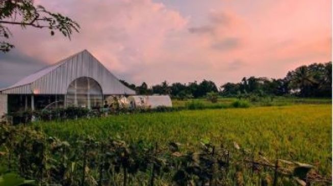 Keren Banget! Angkringan di Sawah Ini Punya Pemandangan Super Cantik