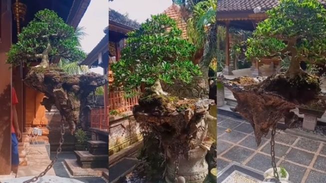 Viral Video Bonsai Melayang Bak Avatar, Publik Ramai Berdebat