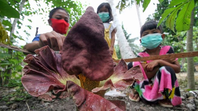 Sejumlah anak mengamati bunga bangkai (Amorphophallus paeonifolius) yang tumbuh mekar di pekarangan rumahnya di Desa Meuria Paloh, Lhokseumawe, Aceh, Sabtu (4/9/21).  ANTARA FOTO/Rahmad