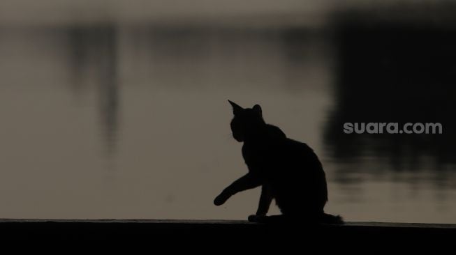 Seekor kucing berada di tepi danau di kawasan Perkampungan Budaya Betawi Setu Babakan, Jagakarsa, Jakarta, Minggu (5/9/2021). [Suara.com/Angga Budhiyanto]