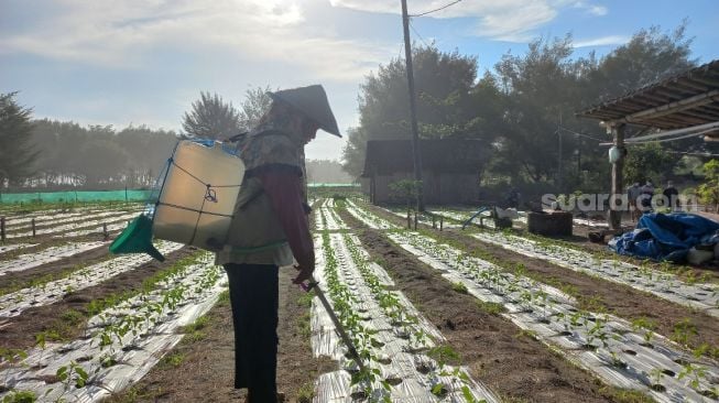 Harga Cabai Anjlok, Petani: Permintaan dari Tengkulak Menurun karena PPKM