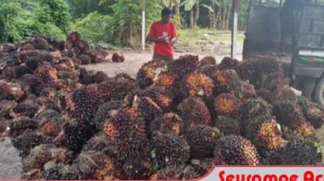 Di Abdya, Harga TBS Capai Rp2000 per kilogram