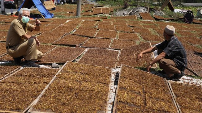 Kaget! Gudang PT Djarum di Temanggung Masih Kosong, Ganjar: Bantu Petani Tembakau Kita