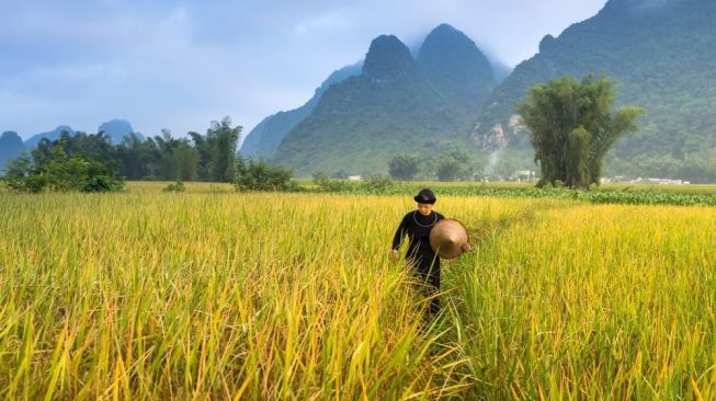 Petani Mengeluh Sulit Dapatkan Pupuk Bersubsidi, Mereka Terpaksa Beli yang Non Subsidi